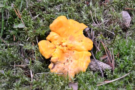 Chanterelle fungus foam