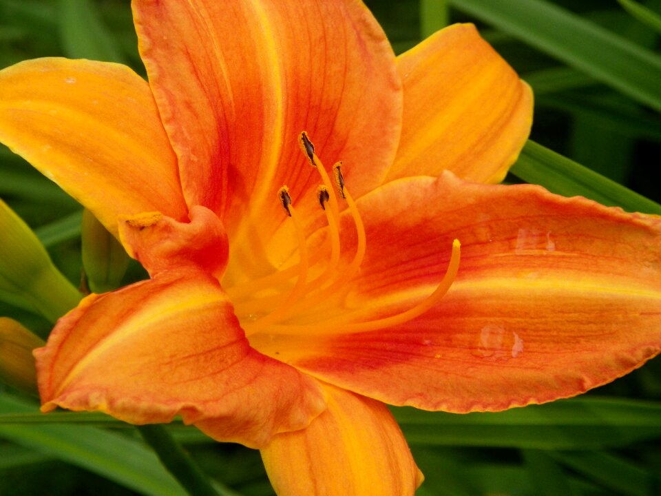 Colorful blooming flower