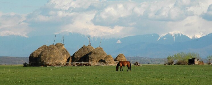 Landscape animal nature photo