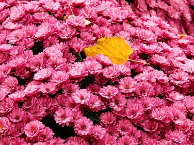 Flower bed leaf lonely