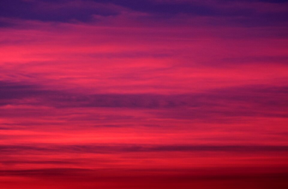 Twilight rosa red