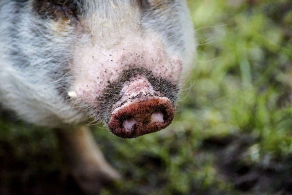 Hog agriculture proboscis