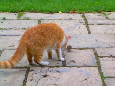 Animal hunting catch photo