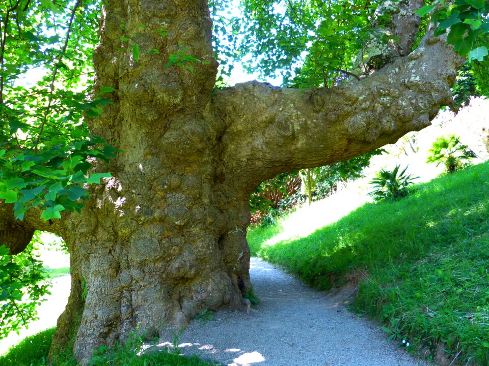 Powerful thicker stem tree