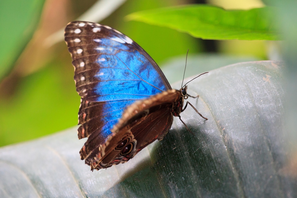 Butterfly colorful delicate