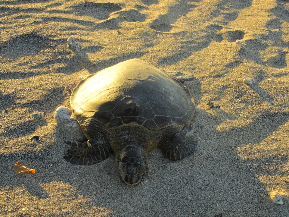 Reptile tortoise