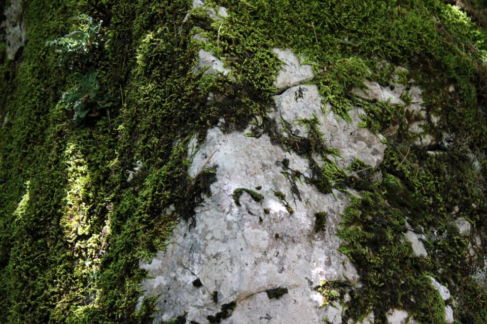 Green nature green rock