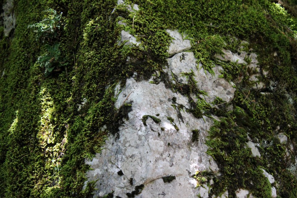 Green nature green rock photo