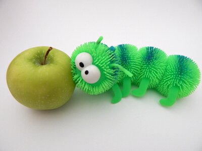 Green caterpillar insect