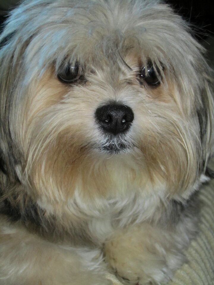 Animal cute fur