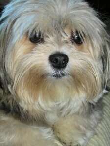 Animal cute fur