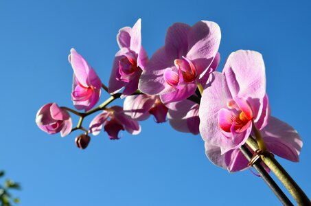 Spring purple pink photo