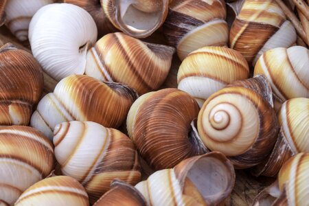 Close up snail snail shell photo