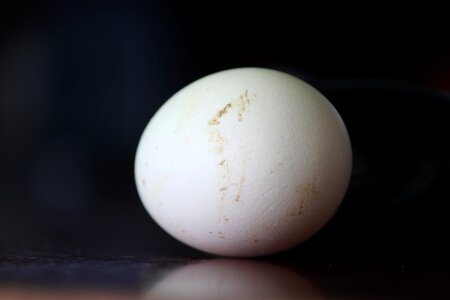 Chicken eggs white free-range chicken eggs