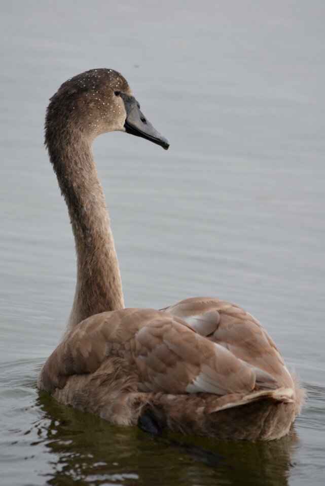 Swan whooper swan waterfowl