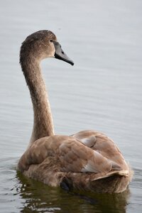 Swan whooper swan waterfowl photo