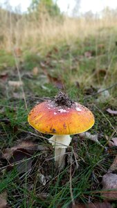 Autumn mushroom toxic photo
