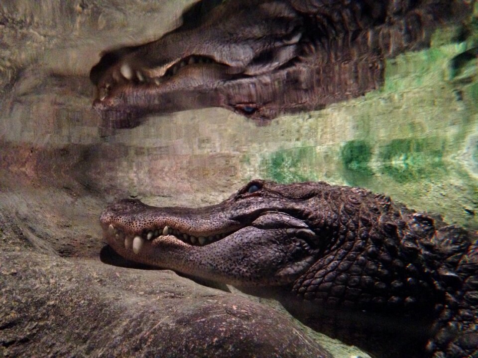 Reptile dangerous reflection