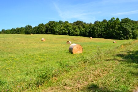 Field agriculture grass photo