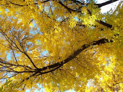 Ash autumn branch