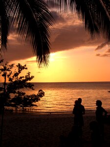 Water beach palm trees
