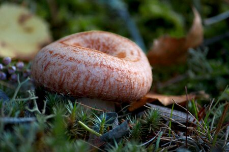 Agaric fungus mushroom nature photo