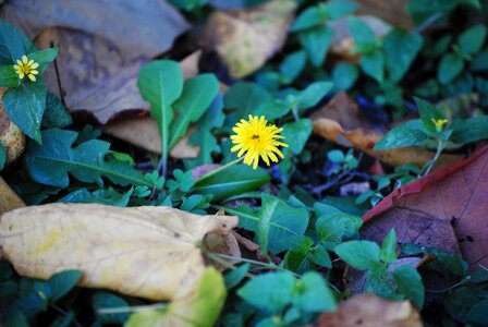 Plant green growth