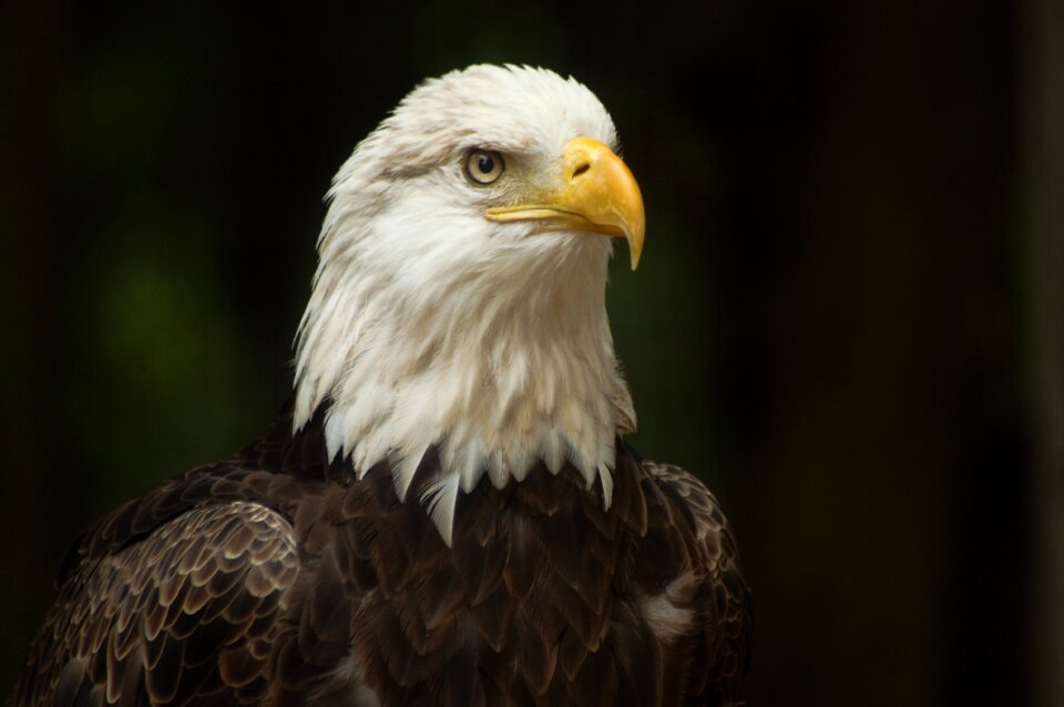 Nature natural american