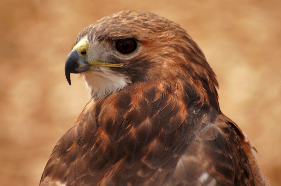 Natural american raptor