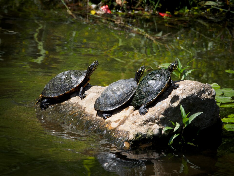 Turtle amphibians animal