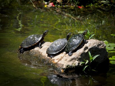 Turtle amphibians animal