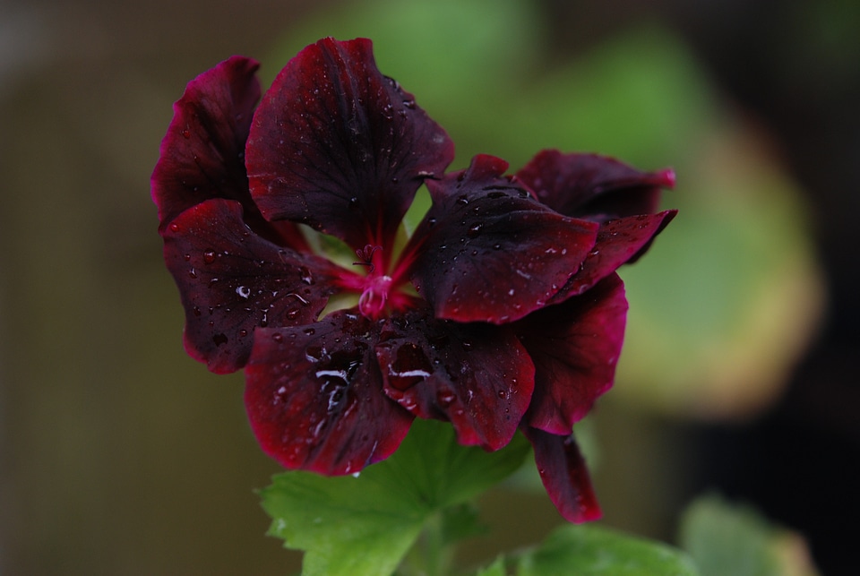 Fragrant flowers bloom