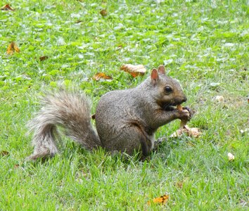 Cute grey wildlife