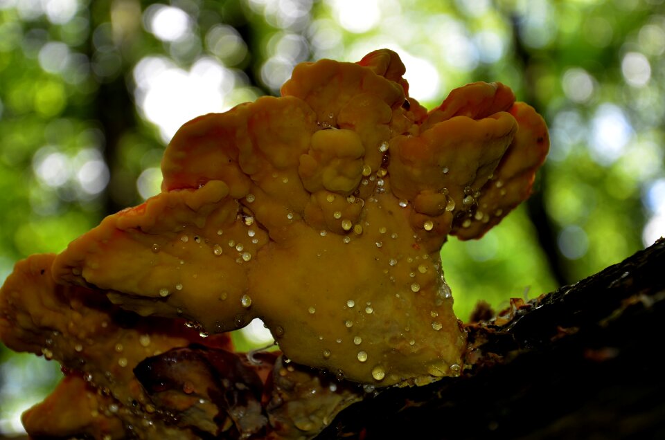 Agaric spring mushroom