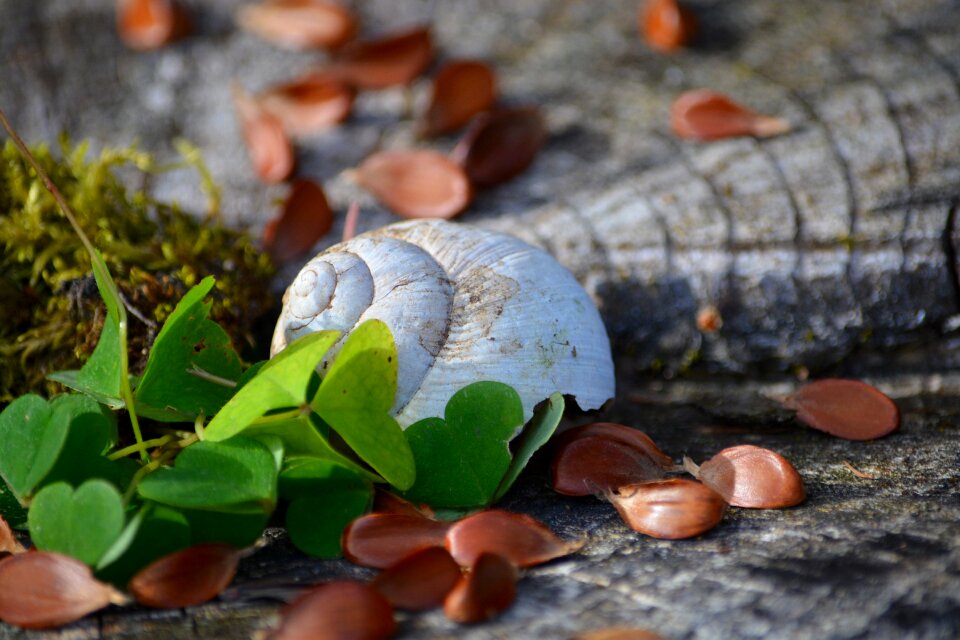 Shamrocks wood nature