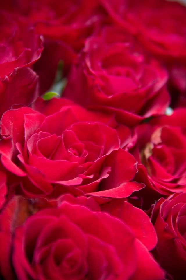 Flora florist romantic