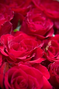 Flora florist romantic