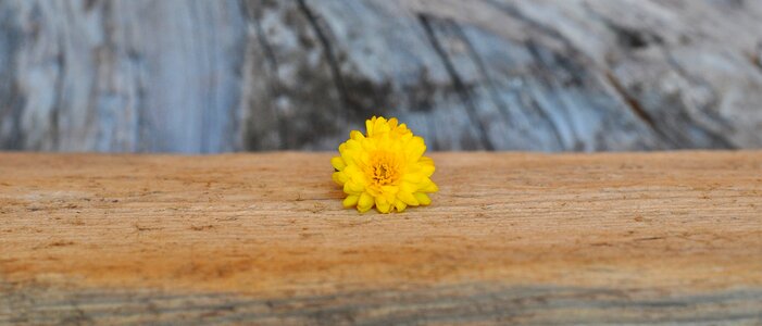 Chrysanthemum yellow nature
