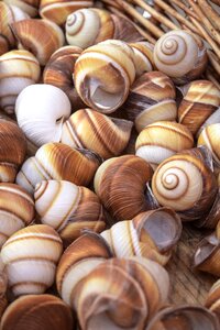 Close up snail snail shell photo