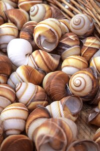 Close up snail snail shell