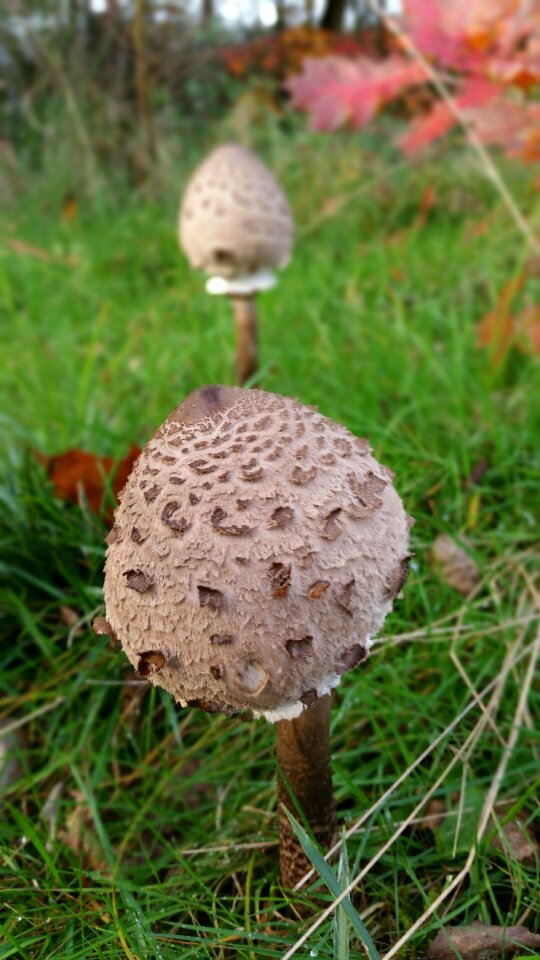 Mushrooms nature forest