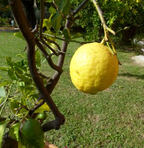 Lemon tree italy tuscany