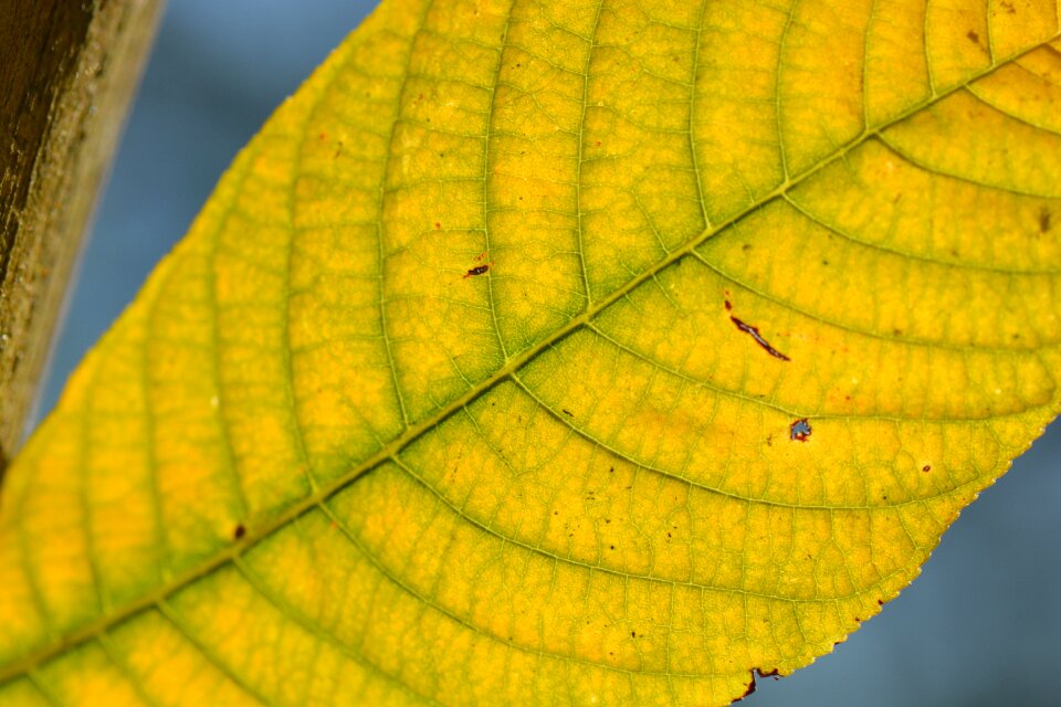 Autumn nature yellow
