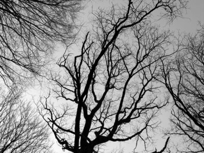 Wooden silhouette