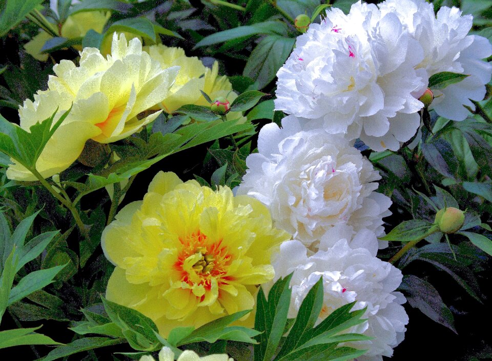 Garden natural blossom