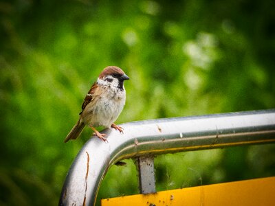 Sparrow animal new