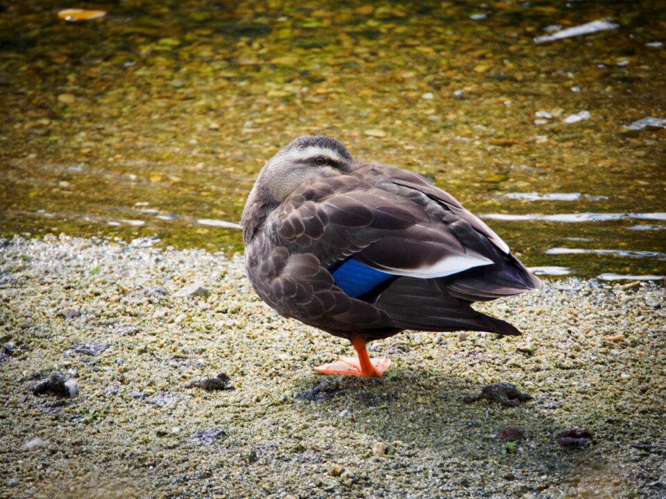 Duck birds by the river