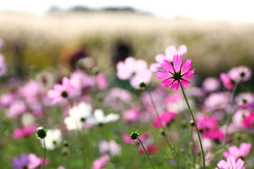 Cosmos autumn sky park