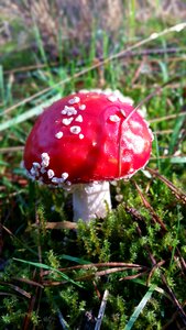 Autumn forest mushroom