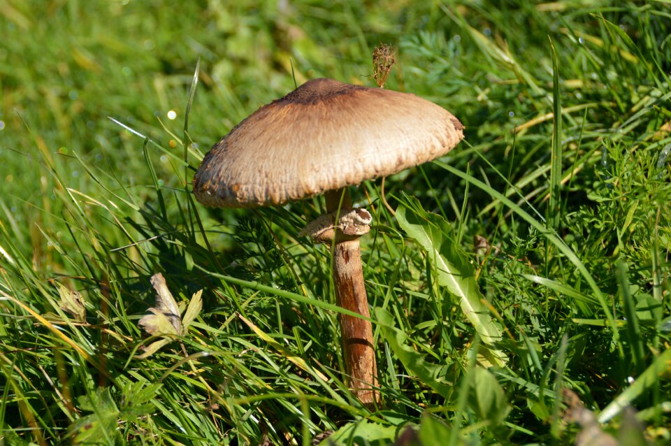 Mushroom schirmling meadow